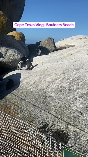 Exploring Cape Town's Boulders Beach with a Toddler