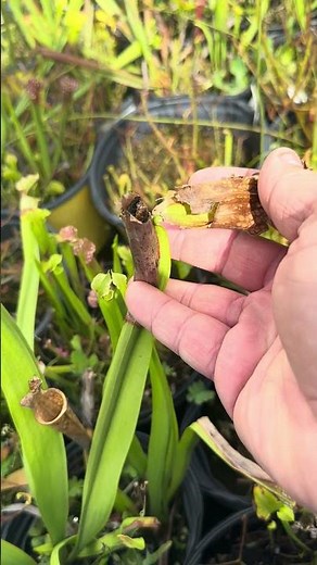This pitcher plant is full of dead bugs!