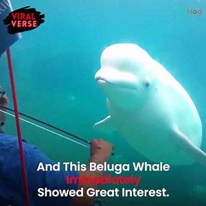 Beluga Whale is listening to Music. Credit: ViralHog | Music