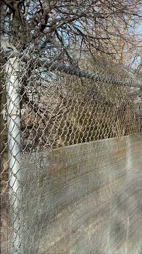 Wolf Park Indiana: Wildlife Sanctuary Tour & Behavioral Research