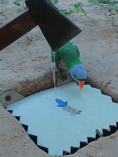 Simple Unique Parrot Trapping Using Axe #parrot #birds #trapping