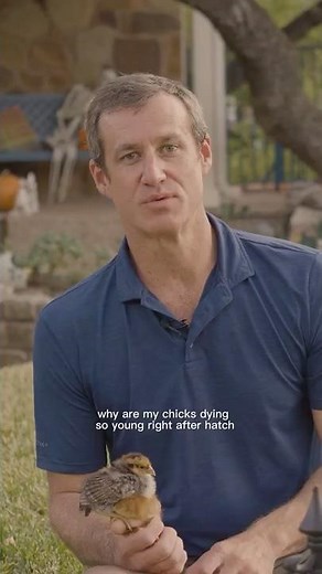 Mushy Chick Disease