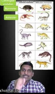 convergent evolution