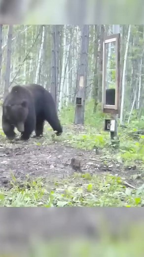 Funny and shocking bear reaction | Rescue Bear