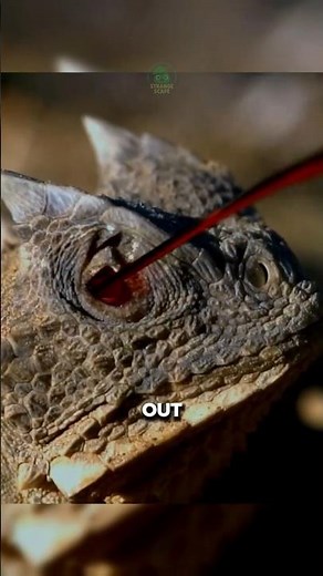 The EYE BLEEDING Lizard 🦎 | Horned Lizard #animals #lizard