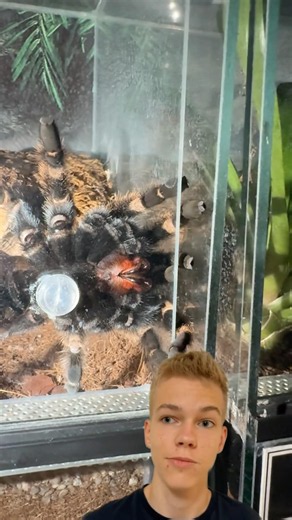 MEINE VOGELSPINNE WOLLTE AUSBRECHEN 😱😱 #spinnenphobie #terrarium #vogelspinnenhaltung #brachypelma