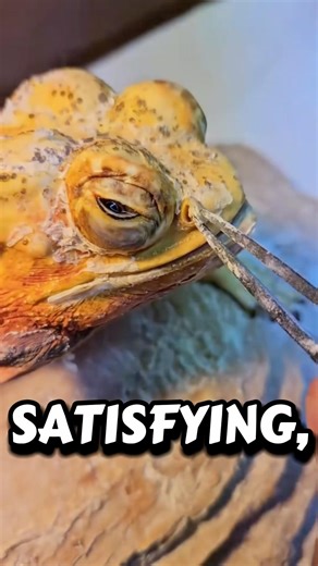 Why You Shouldn’t Help A Lizard Peel Its Skin