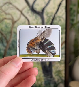 Glossy Blue Banded Bee Sticker, Original Photography, Water-resistant, Scratch-resistant - Etsy Australia