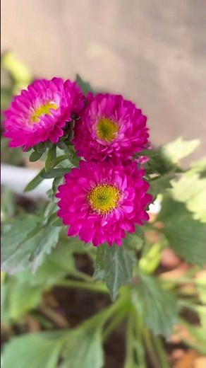 My Winter Gardening Flowers 🌼 | Easy Winter Plant Care Tips for Healthy Blooms