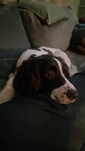 I’m just a baby! 🐶❤️ #springerspaniel #dogtok #spaniel #funnydog #fyp