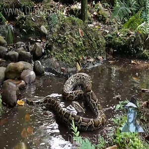 Crocodile and python fighting#AmazingAnimals #Animals #WorldAnimalDay | Hanhphucbatn2