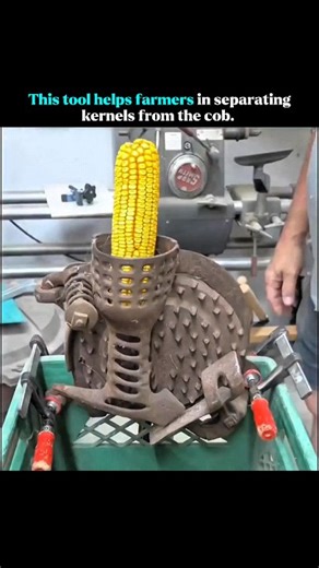 Thefact Lab on Instagram: "A corn sheller, also called a maize sheller, is a tool used in agriculture to separate corn kernels from the cob, a process known as shelling. These devices can be manual or powered, using mechanical force, rotating plates with teeth, or even air pressure to efficiently remove the kernels, saving farmers time and labor compared to manual methods."
