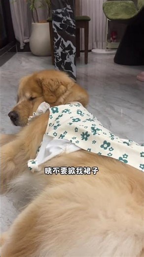 Dress-Up Dog: My Pup Acts Like a Kitten! CutePetCostumes PetFashion