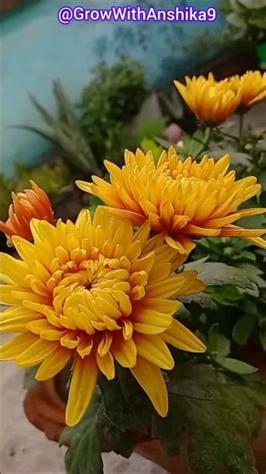 Chrysanthemum Blooming in Summer? 😳 Here’s the Secret! #shorts#chrysanthemum #viral