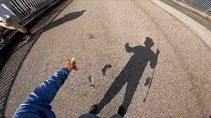 Exciting Cobia Fishing on the Pier With Live Eels!