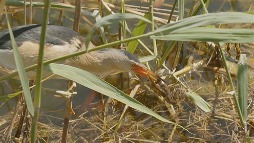Wildlife photography reveals little bitterns in action