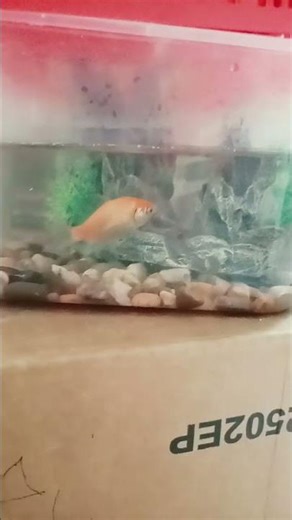 my fish # thefindingnemo