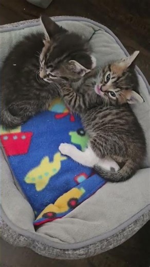 Cutest Kittens at Play 🐾 | Tiny Moments of Pure Joy