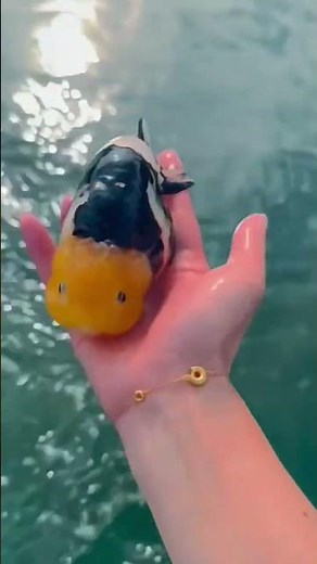 "Ranchu Extravaganza: A Brief Exploration of These Fascinating Goldfish"