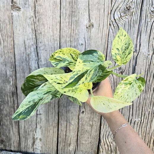 Marble Queen Pothos | 4 Inch Live Variegated Trailing Plant - Etsy