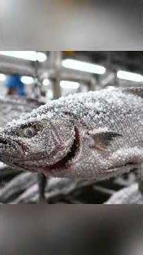 🐟🏭 MILLIONS of Salted Fish 😱 | Inside a Giant Seafood Processing Factory