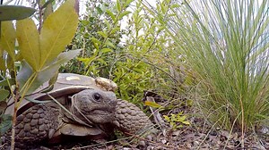 Watch our new film about the Gopher Tortoises of Red Hill and the special people whose vision and dedication made this story possible. A story about time, then and now. The deliberate pace of a tortoise. Measured against the speed of human activity and change. Right here in the heart of Florida. #GopherTortoise #Herpetology #FloridaWildlife #FloridaScrub #WildFlorida #PrescribedFire #FloridaFire #FloridaConservation #ScrubLife #RealFlorida #KeepFLWild #ConnectProtectRestore Video by Into Nature 