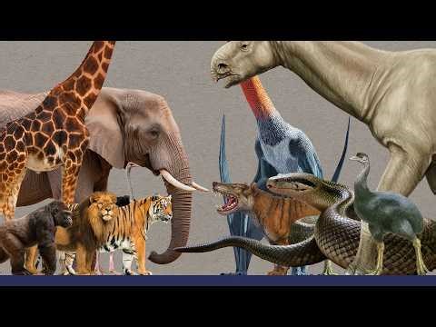 Animal Size Comparison | The Largest Animals by Species: Living and Extinct