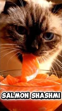 Cute Cat Eating Different Foods ASMR 🍗🐟🥩 | Hyper-Realistic Relaxing Sounds #asmr #cat