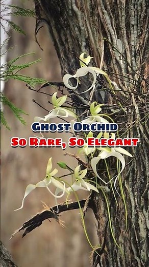 5 Unusual Flowers That Still Look Beautiful