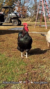 Alex / Alix The Supreme Ruler! Found Alex / Alix? Don’t keep it a secret, tag them! 🐔 #Alex #Alix #AlixEarle #Dancingwiththestars #DWTS #DWTSUpdates #Semifinals #PrinceNight #Dancing #RealityTV #PopCulture #Backyardchickens #ChickensofInstagram #Rooster #DadJokes #Illinois #FarmJokester #MichaelSalerno | Michael Salerno