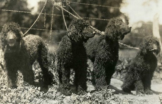 Irish Water Spaniel History: From Mysterious Origins to Beloved Sporting Breed