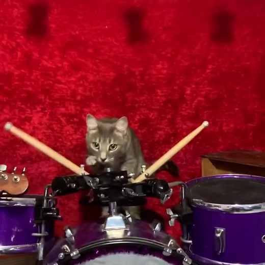 Rock Band Weezer Cat Music Video