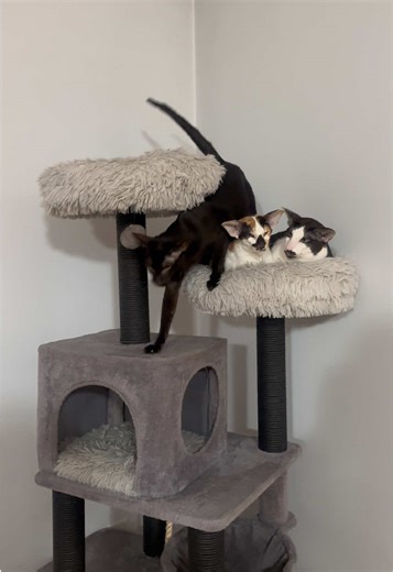 Wobbly cat tree! | cat