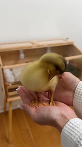 your morning routine as a duck mom #duck #ducklings #cleaninghacks #duckmom #fyp #explore | The Hayeks