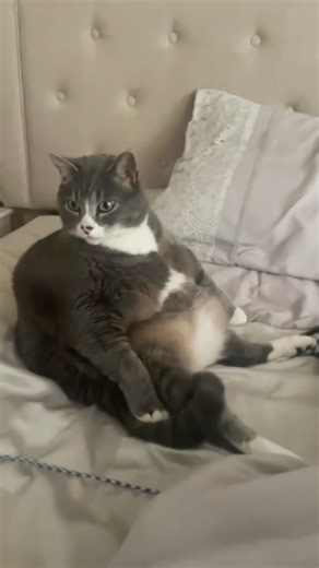 Fat Cat Moments 🐱🍔 #fatcat #funnycats #catmoments #catfails #shorts