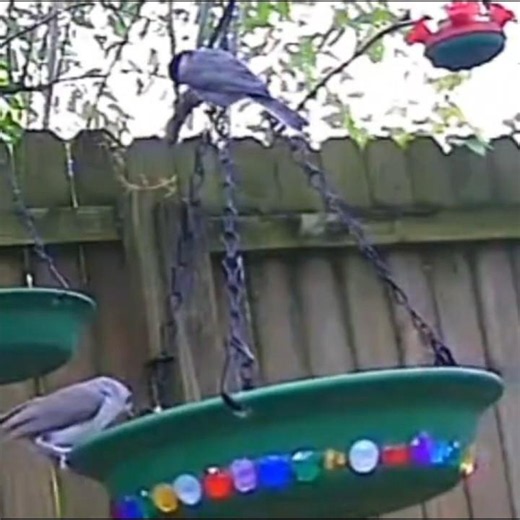 Buddies or rivals? Two birds, one bird feeder. #nature #birds #buddies #rivals