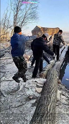 Teamwork Triumphs: The Ancient Art of Log Bridging