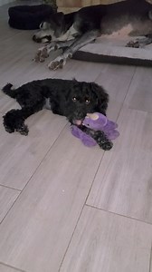 #adoptme #fosterneeded ADOPTED Sugarland TX This is Ms. Mila. 4-5 month old golden doodle. Shes doing well in her foster home. Black dogs are hard to photograph and puppies are even worse. She loves to play and cuddles very close when being held. She sleeps quietly in her crate at night. Working on potty training. Please fill out an application https://schnauzerrescuetexas.me/adopt to apply. | Schnauzer Rescue of Texas
