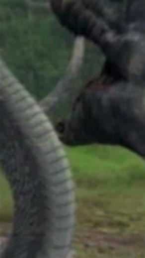 Komodo vs cobr #edit #seguimi #butifyoucloseyoureyes #ㅇyㅇ