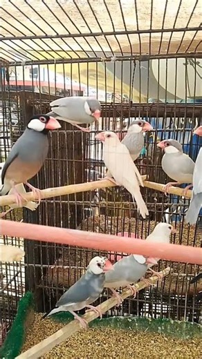 Fawn, Grey & Mixed Java Finches in Cage | Beautiful Small Birds 🕊️ #BudigeLoveNest