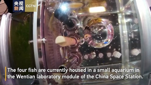 248K views · 990 reactions | Zebrafish in Good Condition after 20...