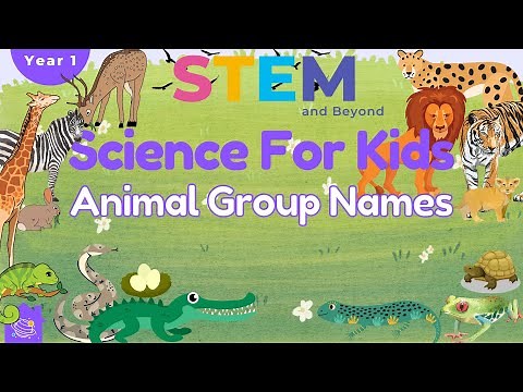 Animal Group Names | Science For Kids | STEM Home Learning