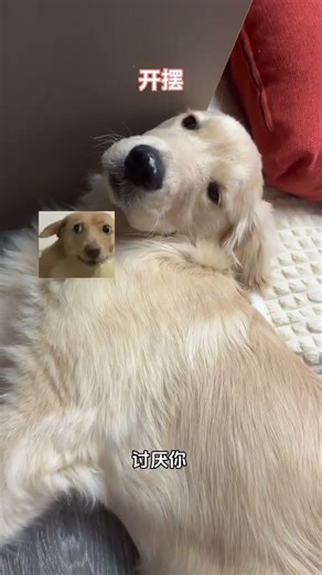 NiBao's Rebellious Antics: A Golden Retriever's Mischievous Adventures