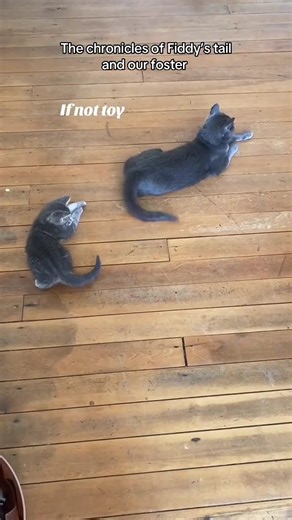 The Chronicles of Fiddy's Tail: A Cute Kitten Memory