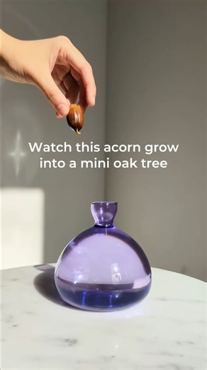 Acorn Vase / ILEX STUDIO on Instagram: "The beautiful journey of an acorn growing into a little oak tree 🌱 _ #acorn #acornvase #growyourown #houseplant #glassware"