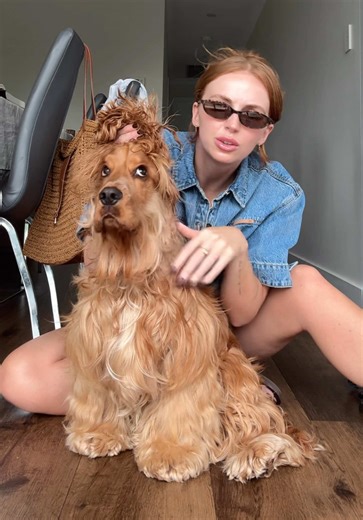 Esenciales de cuidado para mamás de cocker spaniel