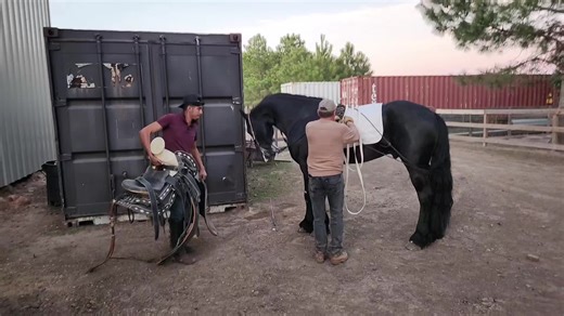 #western #horsesontiktok #dancinghorse #andalusian #frison