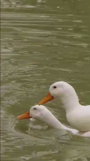 Duck Mating Dance Amazing Courtship Display