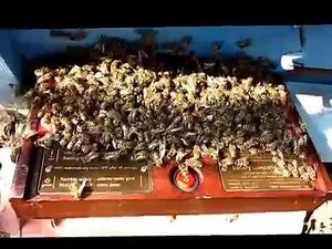 Tutorial for collecting bee venom for 45min - www.Beewhisper.com