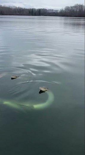 Astounding New York Lake Monsters - baby lake cryptids near the dock eating Dog food #cyrptid